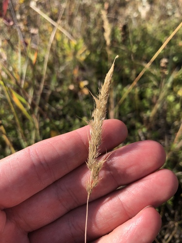 Muhlenbergia andina observed 2025-09-20