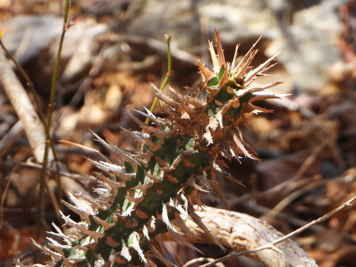 Viguier’s spurge (Euphorbia viguieri)