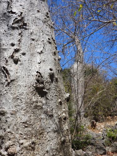 Adansonia madagascariensis, photograph 3