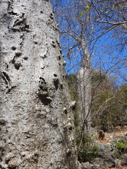 Adansonia madagascariensis, photograph (c) amantedarmanin, some rights reserved (CC BY)