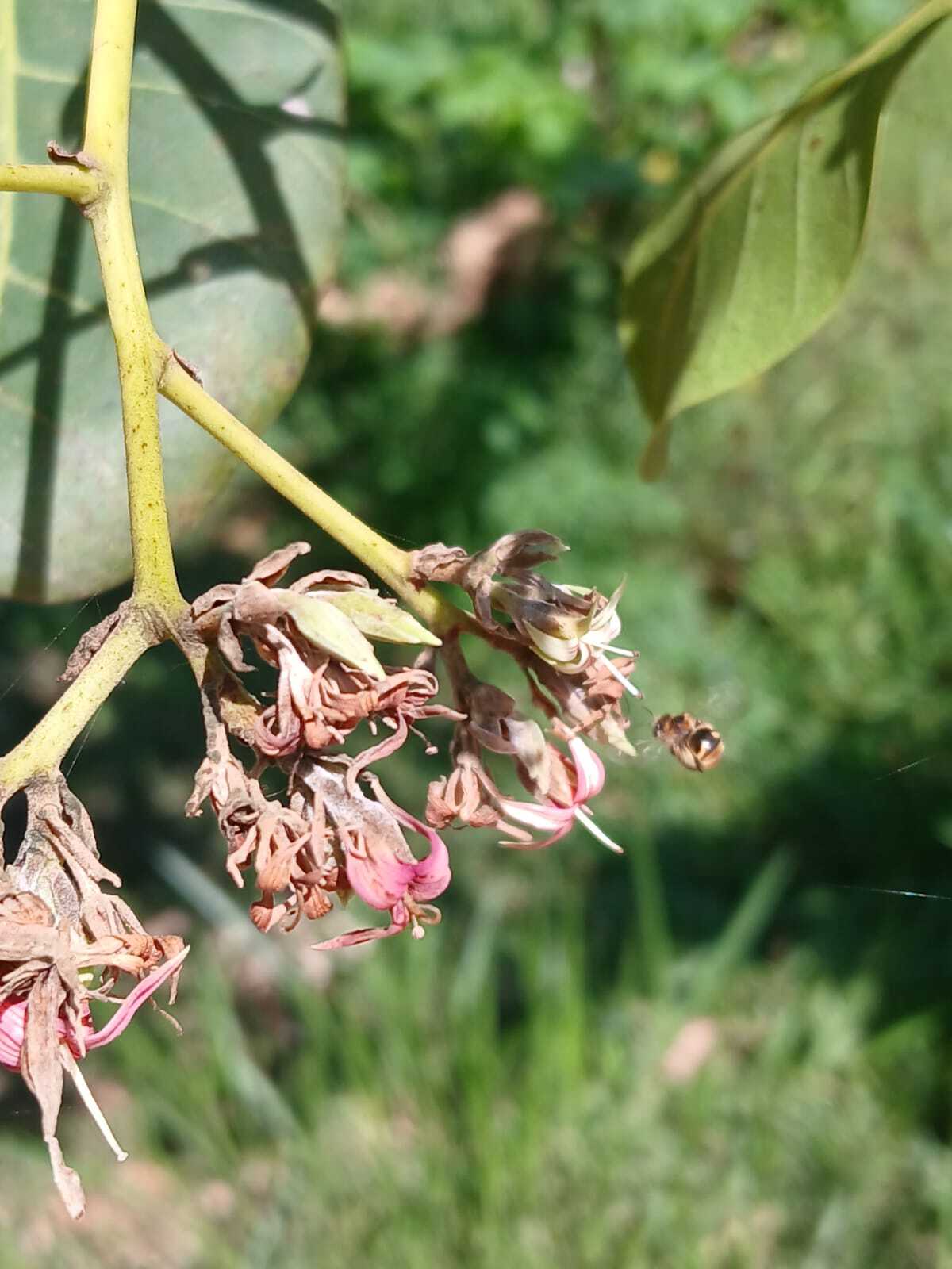 Anacardium occidentale