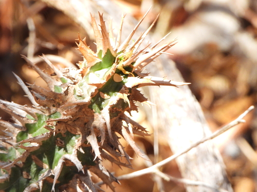 Euphorbia viguieri