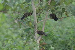 Pterorhinus ruficollis