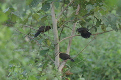 Pterorhinus ruficollis