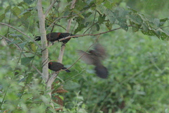 Pterorhinus ruficollis