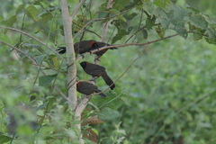 Pterorhinus ruficollis