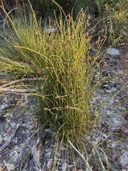 Schoenus subfascicularis