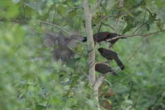 Pterorhinus ruficollis