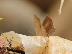 Surendra quercetorum