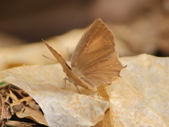 Surendra quercetorum