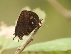 Surendra quercetorum