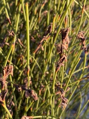 Schoenus subfascicularis
