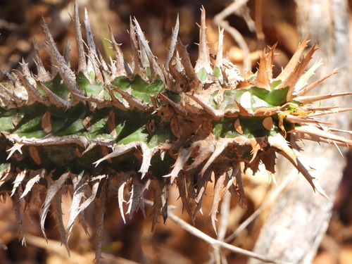 Euphorbia viguieri, photograph 2