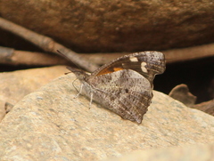 Libythea laius