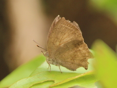 Surendra quercetorum