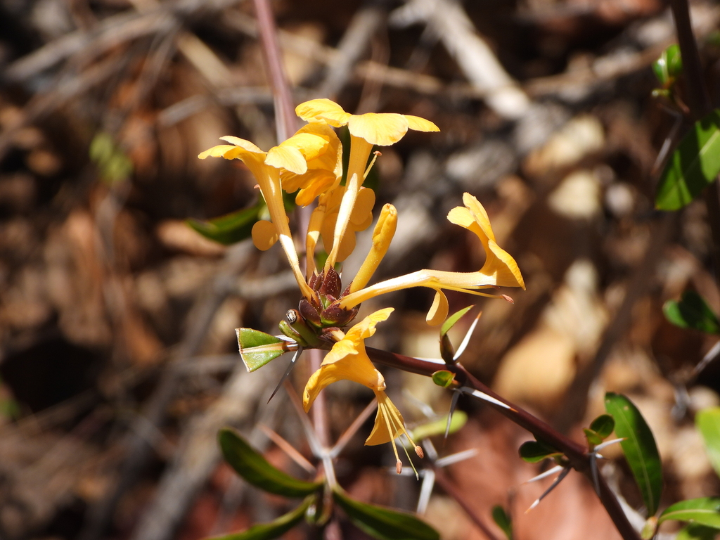 Barleria lupulina; photograph (c) amantedarmanin, some rights reserved (CC BY)