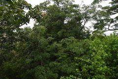 Albizia suluensis