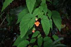 Begonia sutherlandii