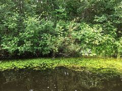 Hydrocharis morsus-ranae