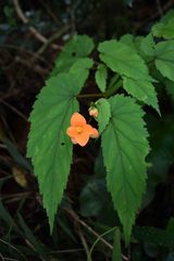 Begonia sutherlandii