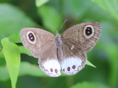 Ypthima ceylonica