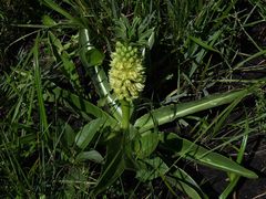 Eucomis autumnalis
