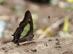 Polyura bharata