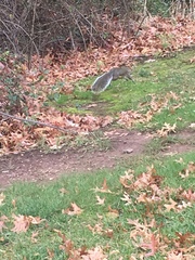 Sciurus carolinensis