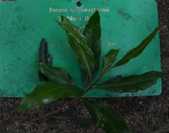 Faurea macnaughtonii