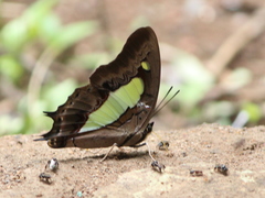 Polyura bharata