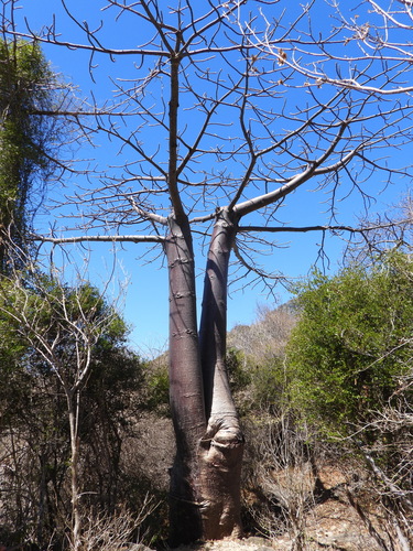 Suarez baobab (Adansonia suarezensis)