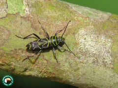 Megacyllene acuta