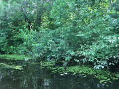 Hydrocharis morsus-ranae