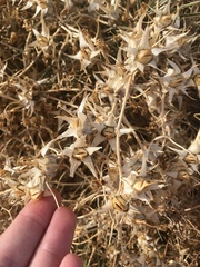 Epixiphium wislizeni