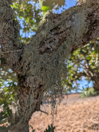 iNaturalist observation photo of lace lichen
