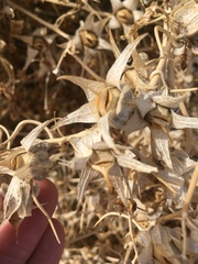 Epixiphium wislizeni