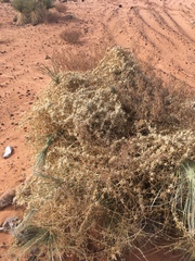 Epixiphium wislizeni