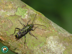 Megacyllene acuta