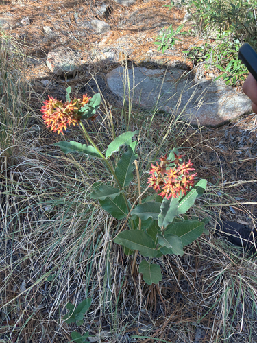mahogany milkweed (Asclepias hypoleuca)