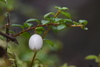 Creeping Snowberry - Photo (c) Tyler Smith, some rights reserved (CC BY-NC)