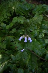 Streptocarpus candidus