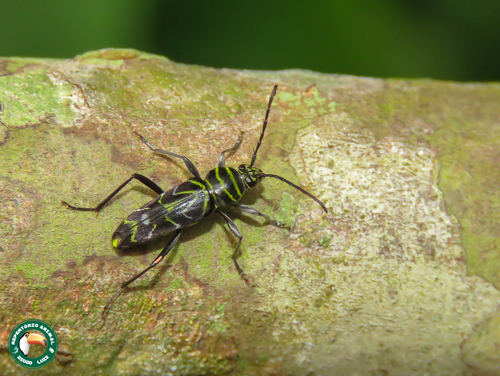 Megacyllene falsa