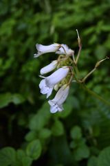 Streptocarpus candidus