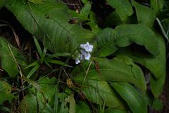 Streptocarpus candidus