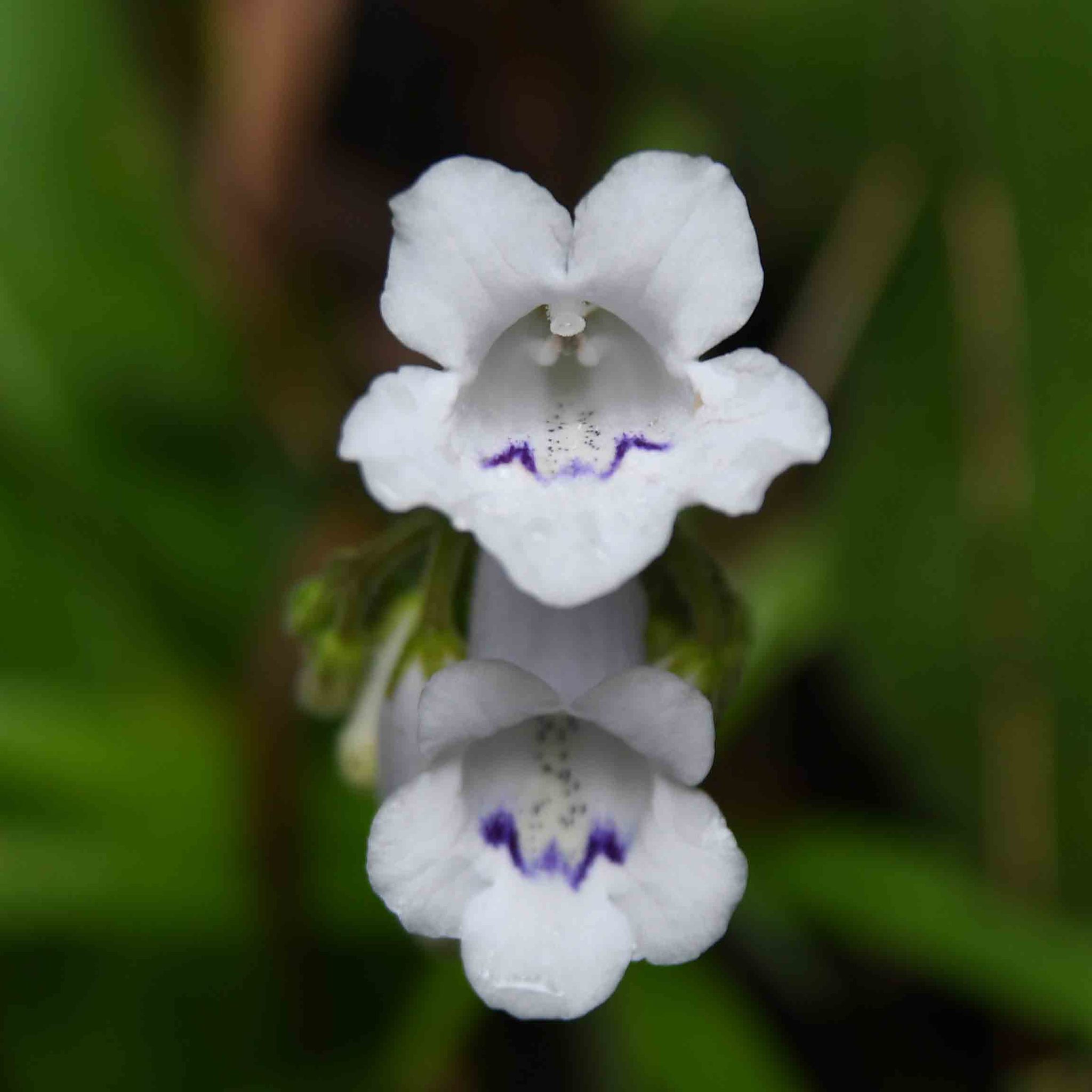 Streptocarpus candidus