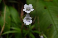Streptocarpus candidus