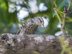 Campylorhynchus nuchalis