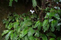 Streptocarpus candidus