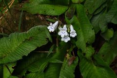 Streptocarpus candidus