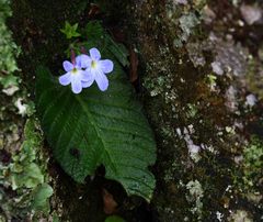 Streptocarpus polyanthus